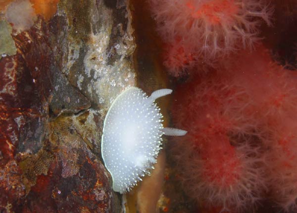 image of a Hudson's Dorid