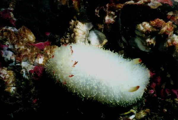 image of a Nanaimo Dorid