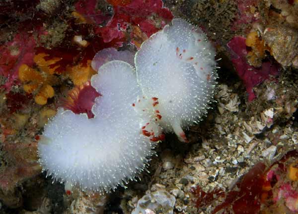 image of a Nanaimo Dorid