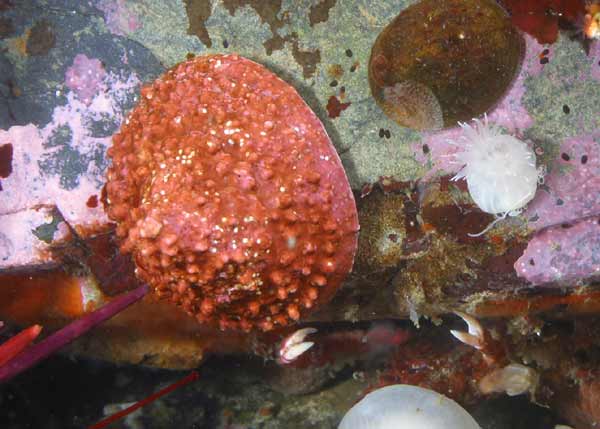 image of a Whitecap Limpet