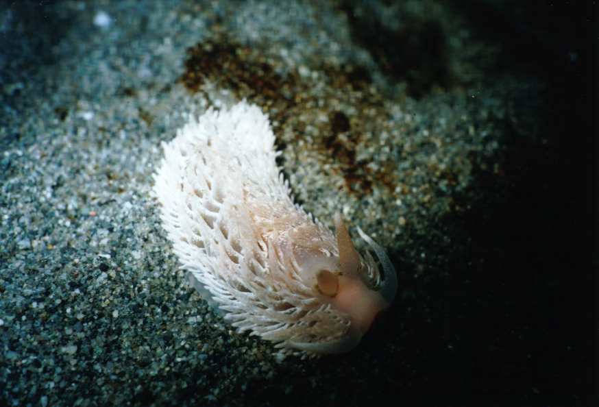 image of a Shaggy Mouse