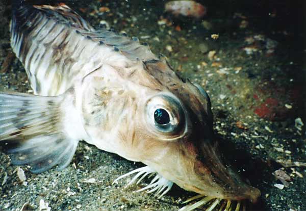 image of a Sturgeon Poacher