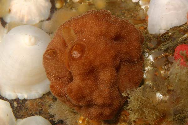 image of a Fungus Bryozoan