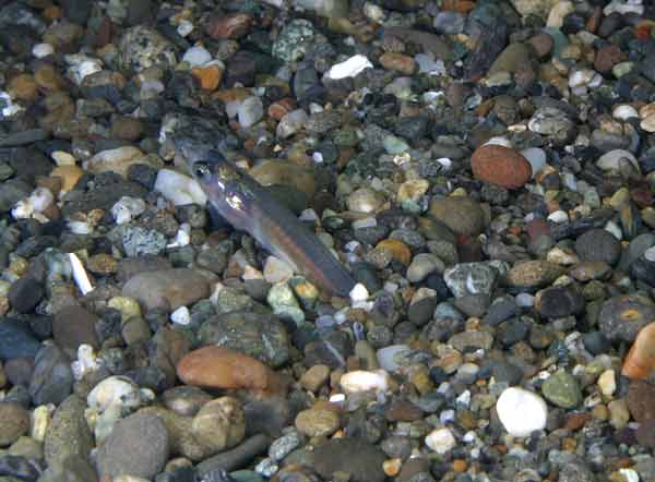 image of a Pacific Sand Lance