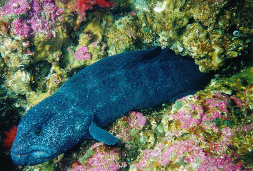 image of a Wolf Eel