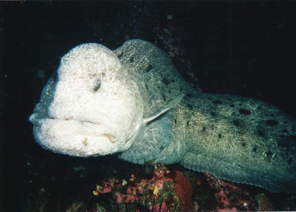 angry wolf eel