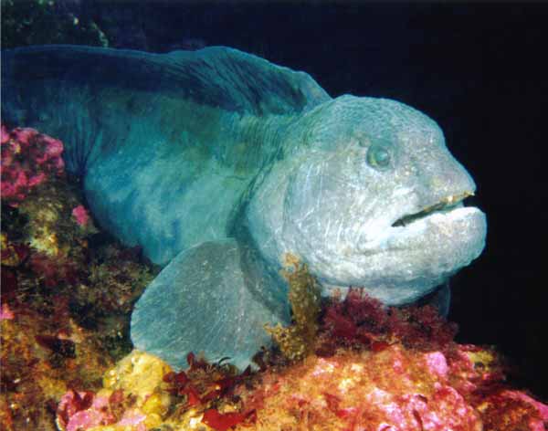 image of a Wolf Eel