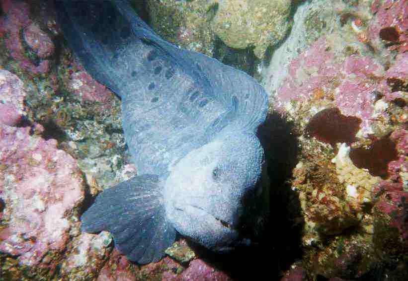 image of a Wolf Eel