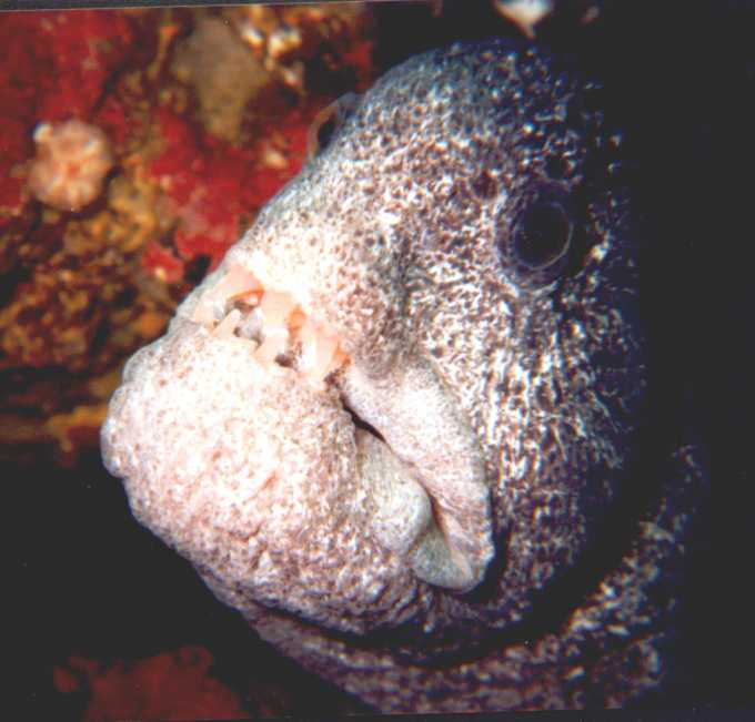 image of a Wolf Eel