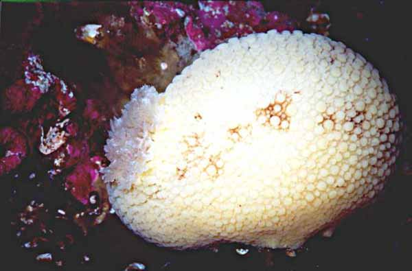 image of a Sea Lemon