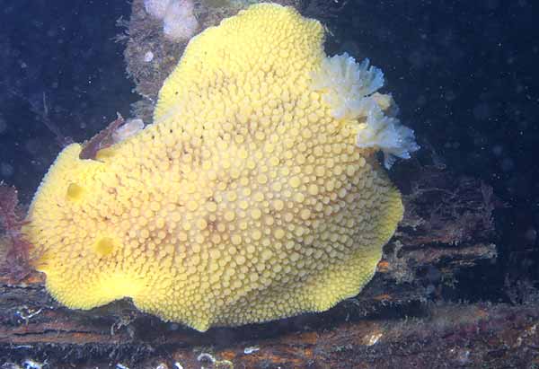 image of a Sea Lemon