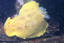 image of a Sea Lemon