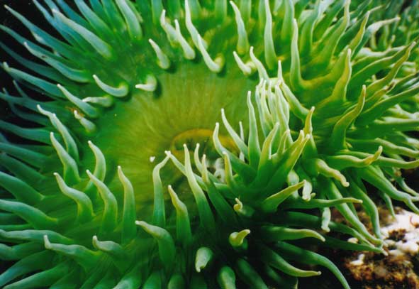 image of a Giant Green Anemone (Green Surf Anemone)