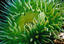 image of a Giant Green Anemone (Green Surf Anemone)