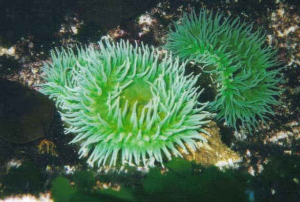 image of a Giant Green Anemone (Green Surf Anemone)