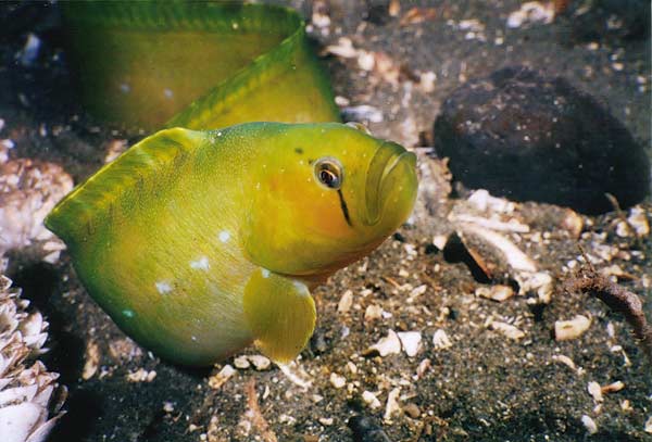 image of a Penpoint Gunnel