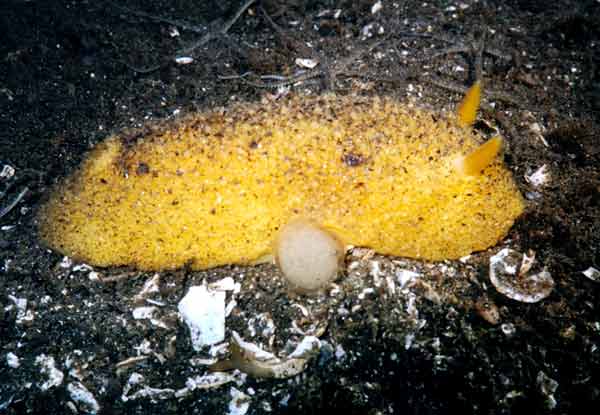 image of a Monterey Dorid