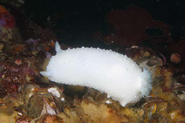 image of a Odhner's Dorid