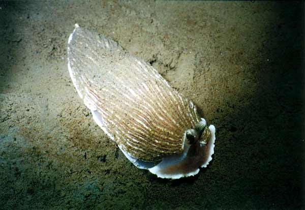 image of a Striped Nudibranch