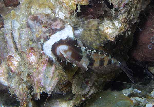 image of a Coralline Sculpin