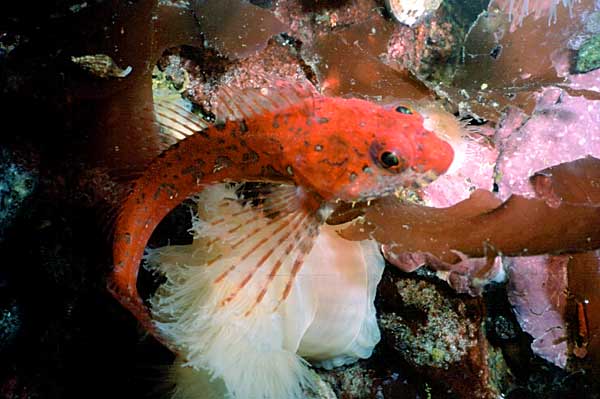 image of a Scalyhead Sculpin