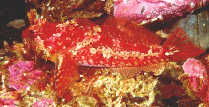 image of a Scalyhead Sculpin