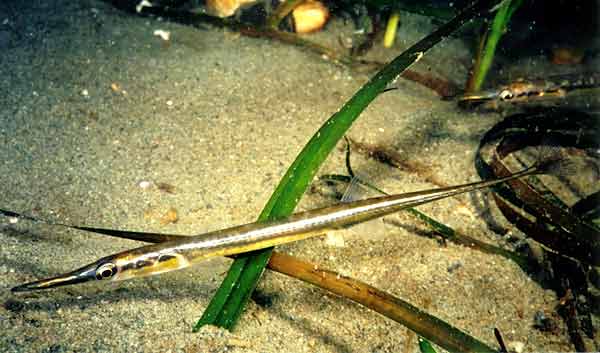 image of a Tube Snout