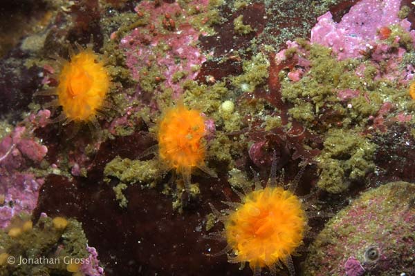 image of a Orange Cup Coral
