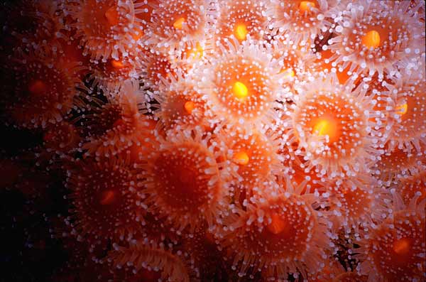 image of a Organge Cup Coral
