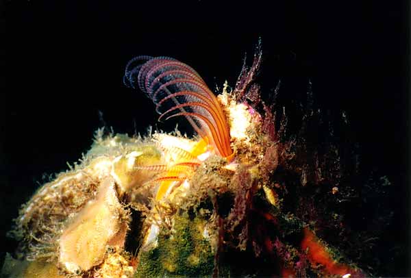 image of a Giant Barnacle