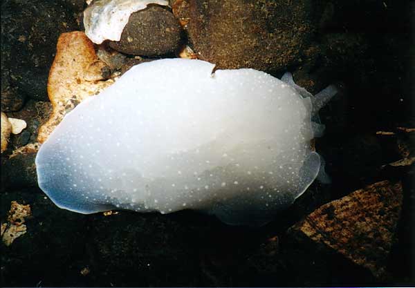 image of a California Berthella