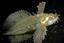 image of a Silver Spotted Sculpin