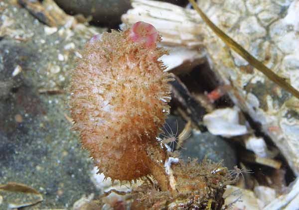 image of a Spiny-headed Tunicate