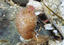 image of a Spiny-headed Tunicate