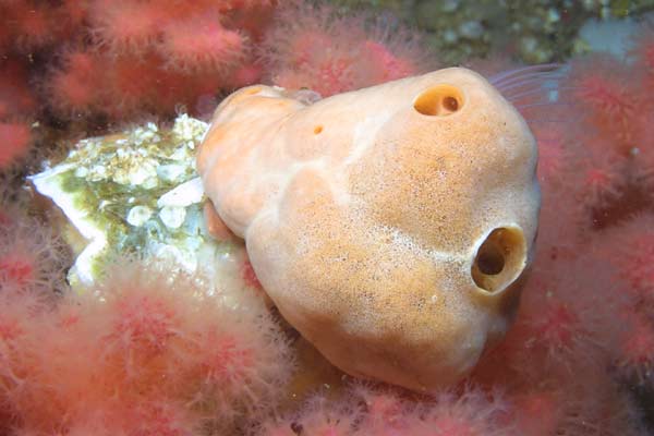 image of a Colonial Tunicate