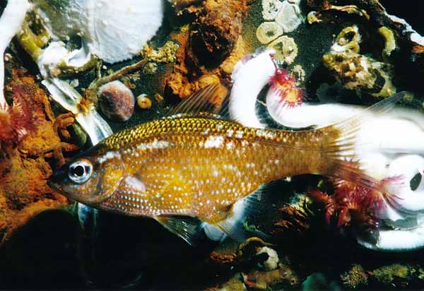 image of a Kelp Perch