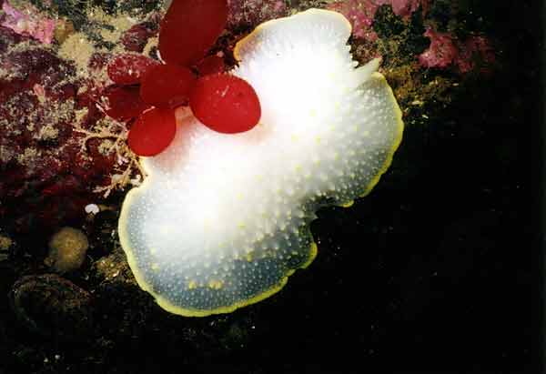 image of a Yellow Edged Cadlina