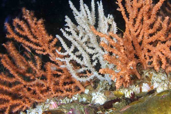 image of a Gorgonian Coral