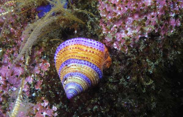 image of a Blue-ring Top Snail