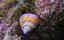 image of a Blue-ring Top Snail