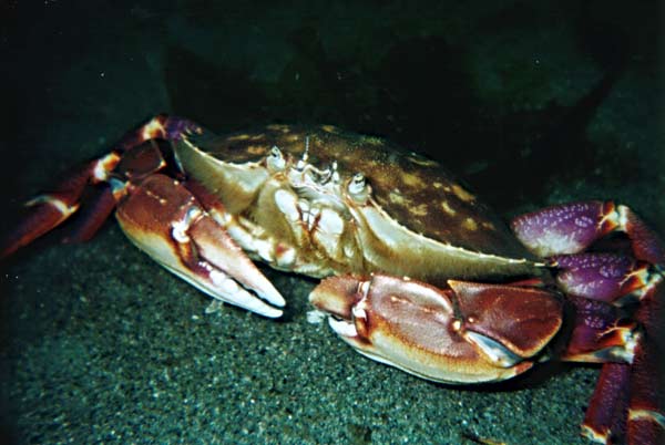 image of a Graceful Crab