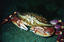 image of a Graceful Crab