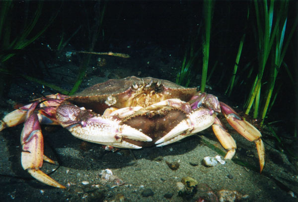 image of a Dungeness Crab