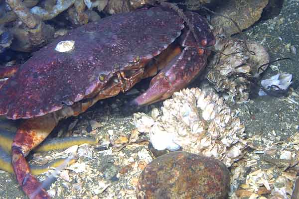image of a Red Rock Crab