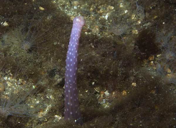 image of a Sea Cucumber