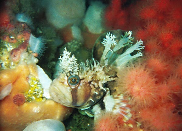 image of a Decorated Warbonnet