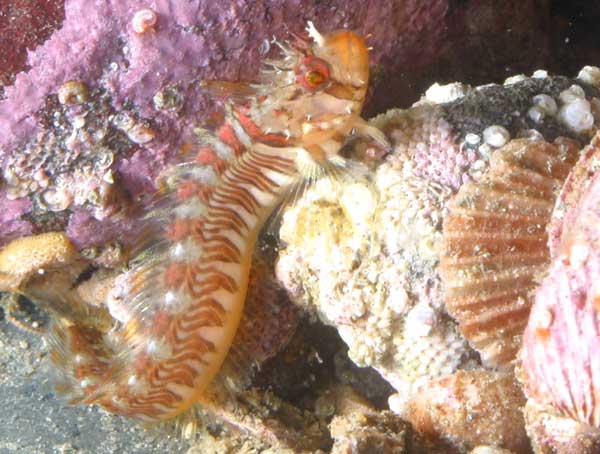 image of a Mosshead Warbonnet