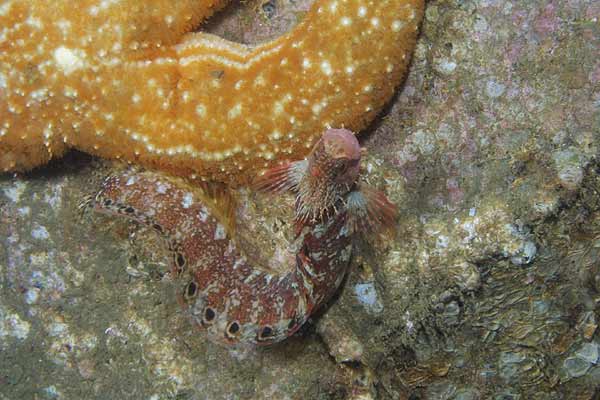 image of a Mosshead Warbonnet