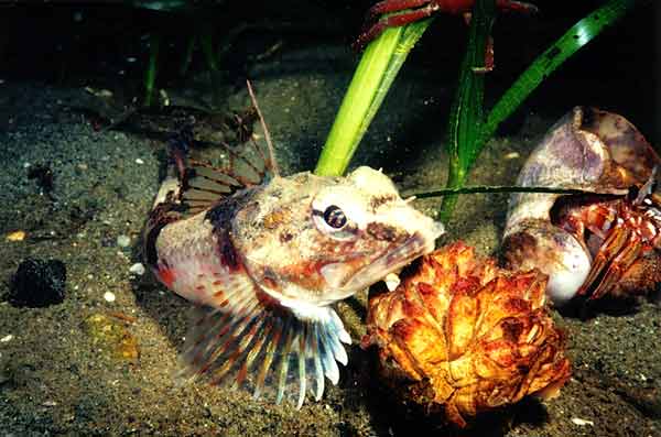 image of a Roughback Sculpin