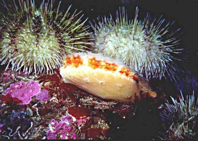 image of a Pink Pacific Scallop